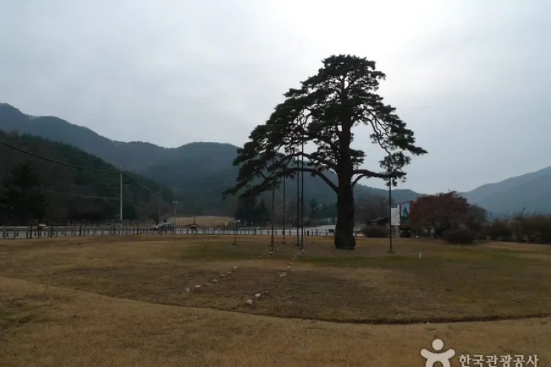 报恩俗离正二品松