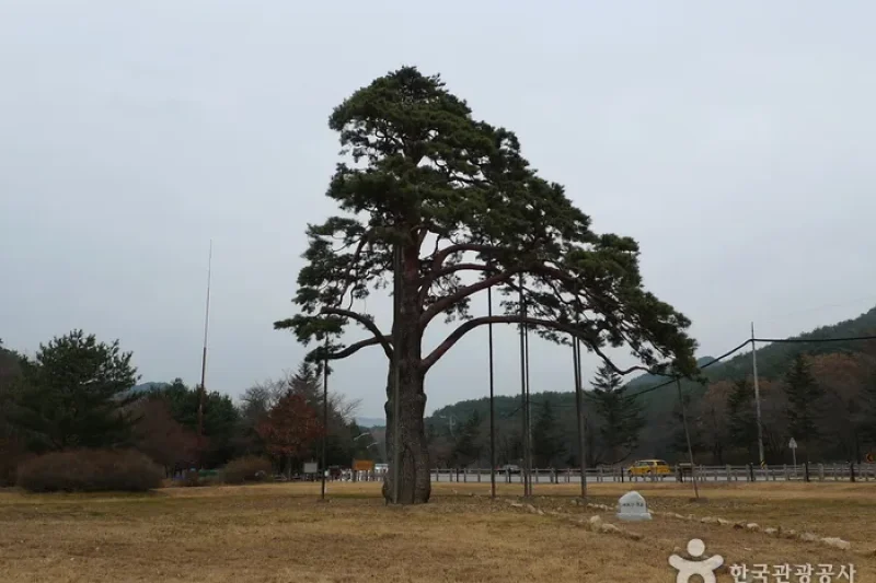 报恩俗离正二品松