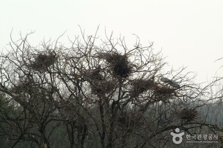 镇川白鹭栖息地