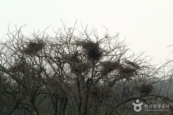 镇川白鹭栖息地