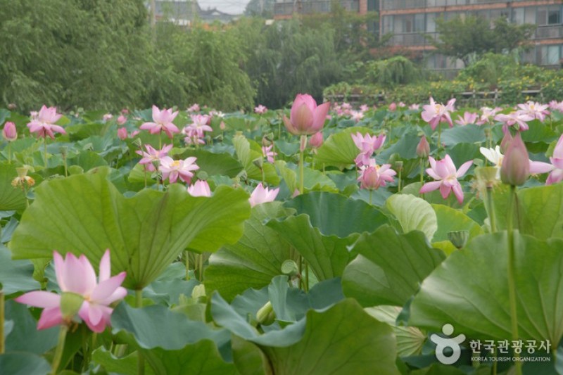 薯童公园和宫南池