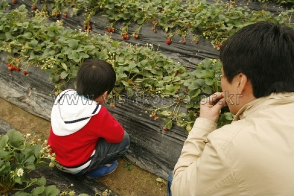 论山草莓庆典
