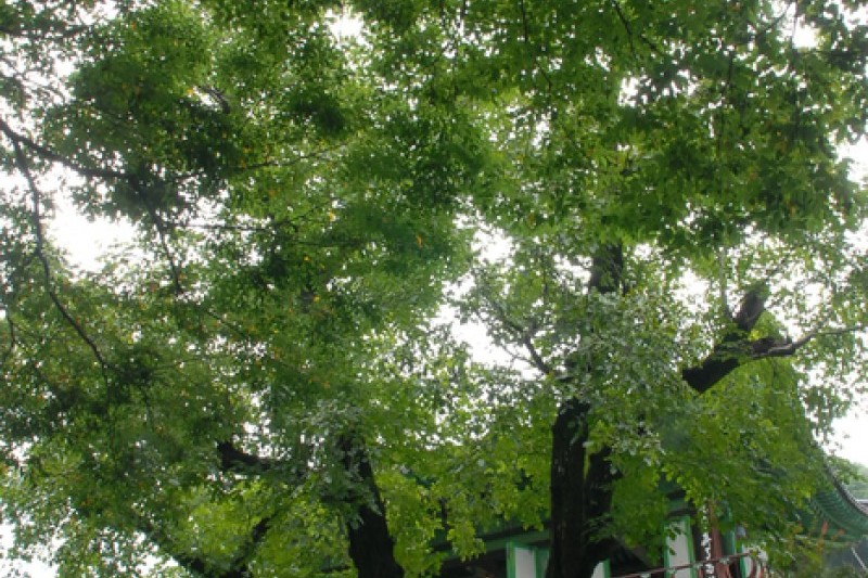 广德寺