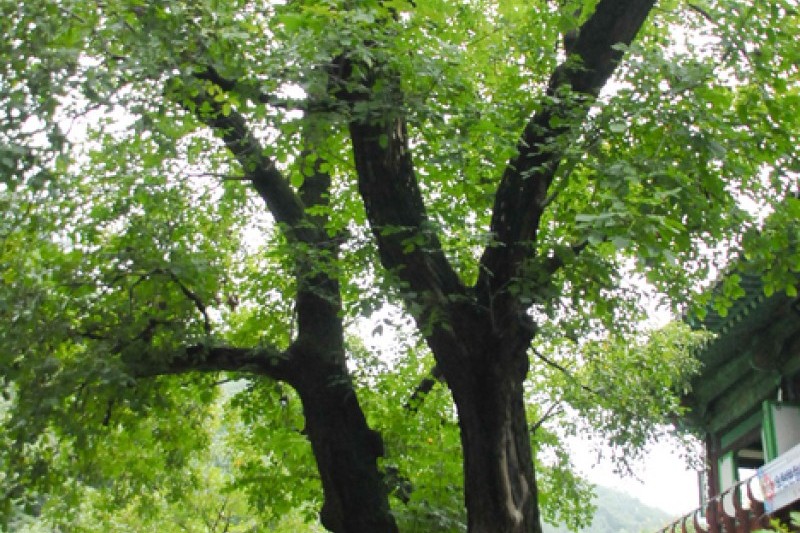 广德寺