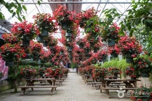 世界花卉植物园