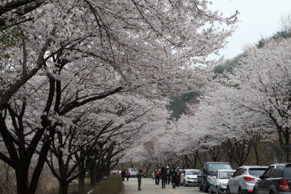 绸缎村山花庆典
