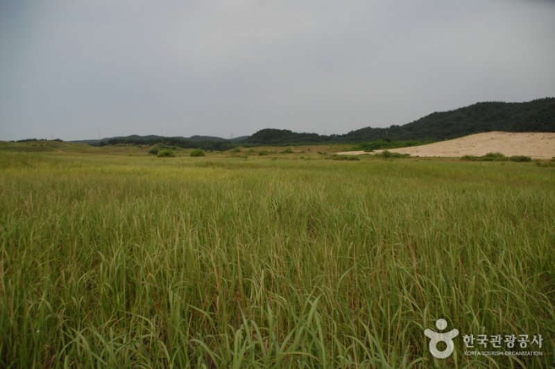 新斗里海岸沙丘