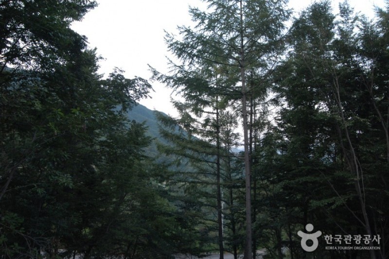 大芚山自然休养林대둔산자연휴양림