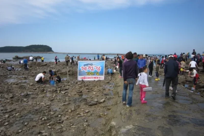 武昌浦神秘海路短爪章鱼·比目鱼庆典