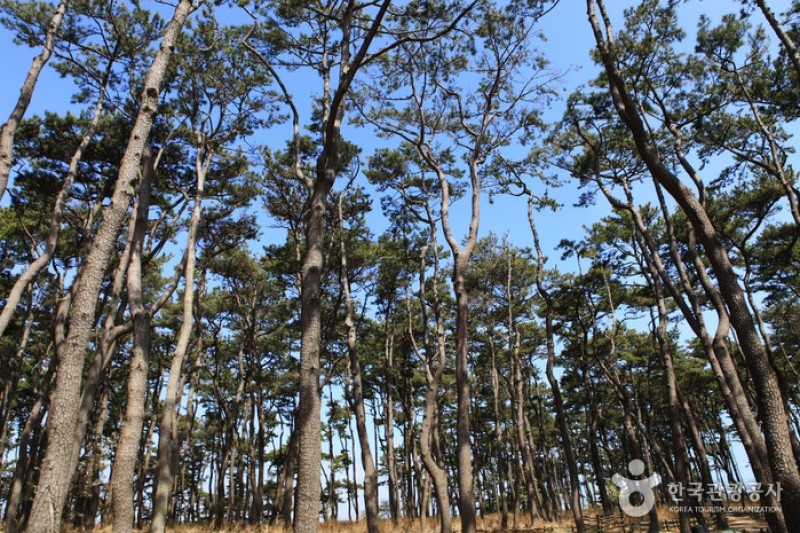 大王岩公园