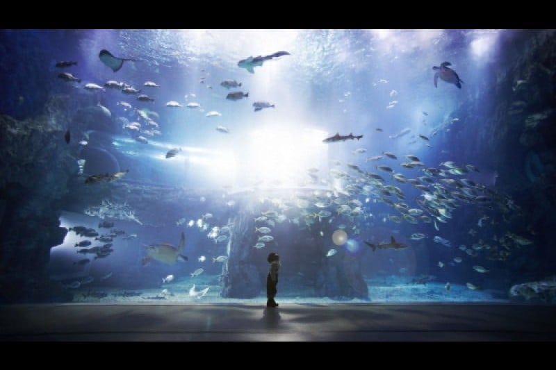 Aqua Planet