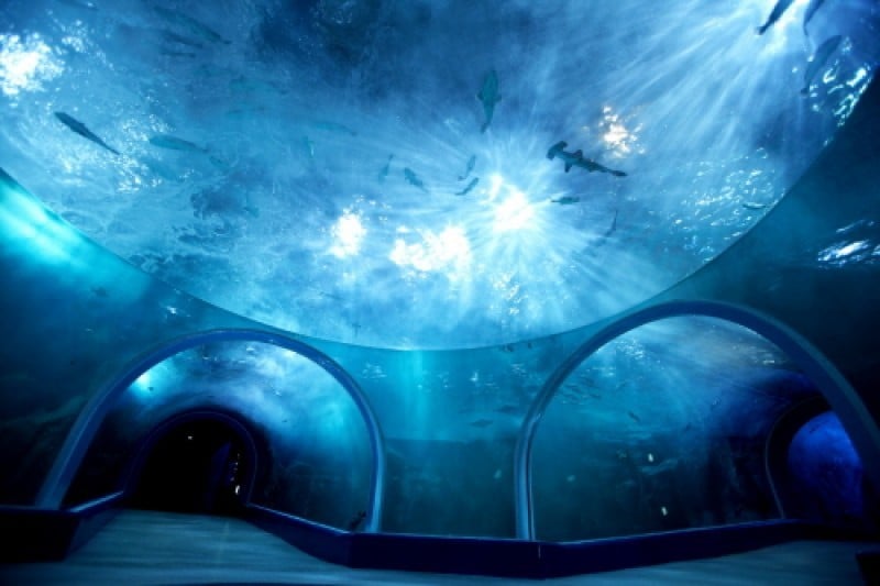Aqua Planet