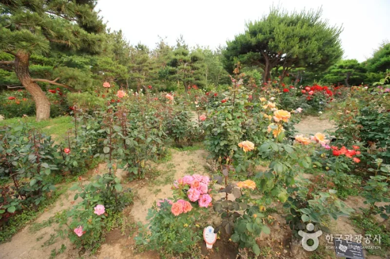 蔚山主题植物树木园