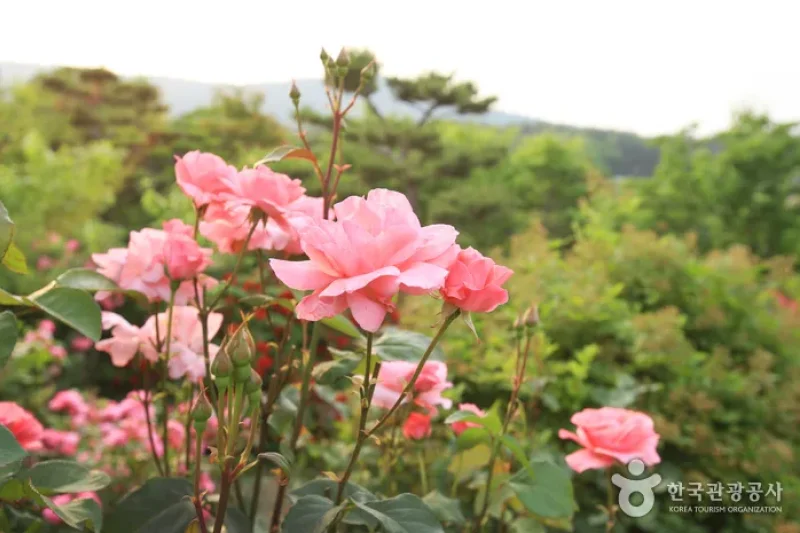 蔚山主题植物树木园