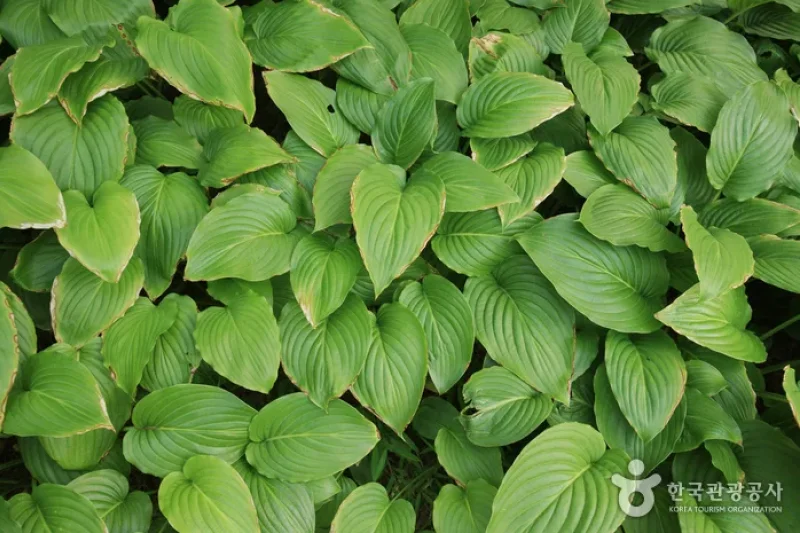 蔚山主题植物树木园