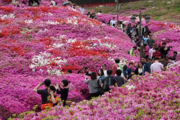 军浦踯躅节2018  군포철쭉축제 2018