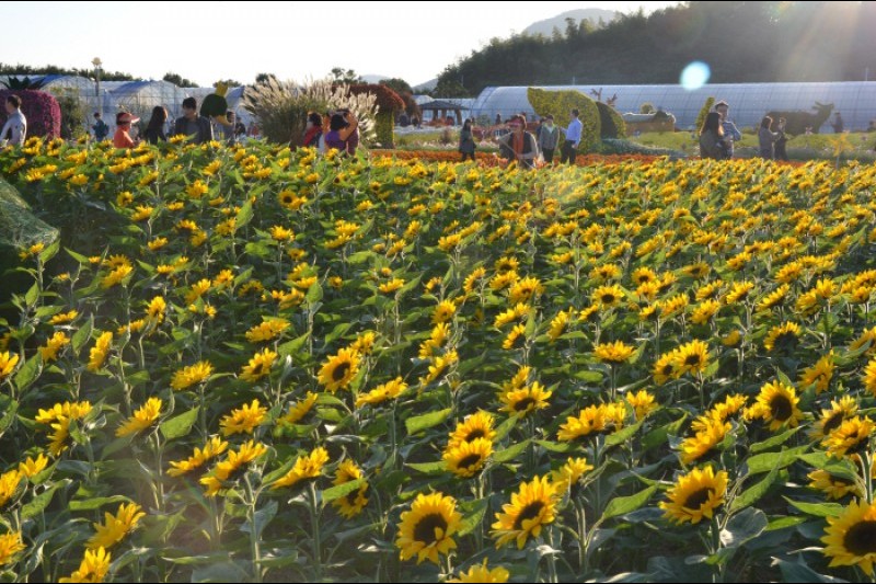 巨济岛花卉节거제섬꽃축제 (8/9)