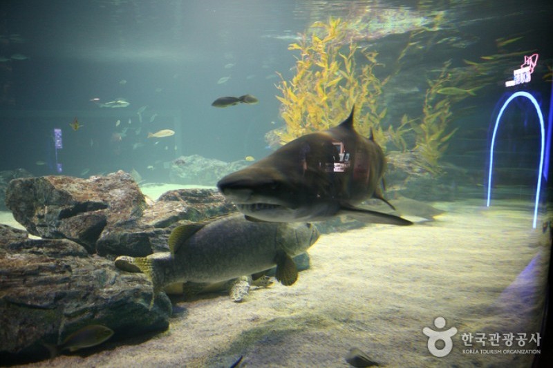 釜山水族馆