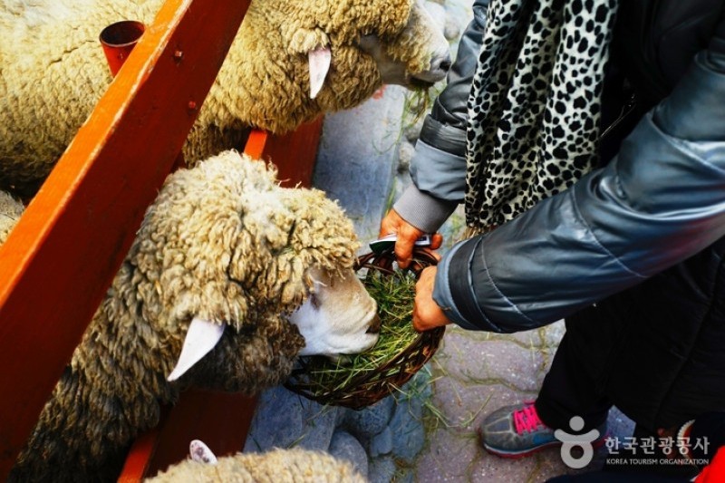 大关岭羊群牧场