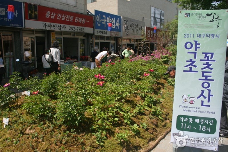 大邱药令市韩方文化节