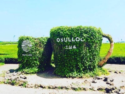 雪绿茶博物馆O’Sulloc