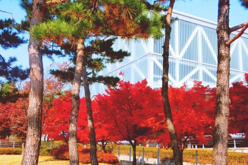 首尔大学(서울대학교[Seoul National University])