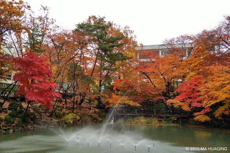 首尔大学(서울대학교[Seoul National University])