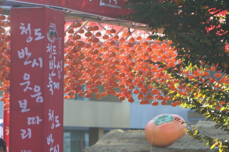 清道盘柿节