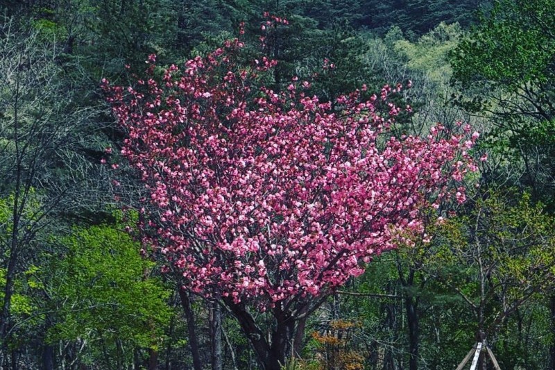 智异山十景 (3/14)