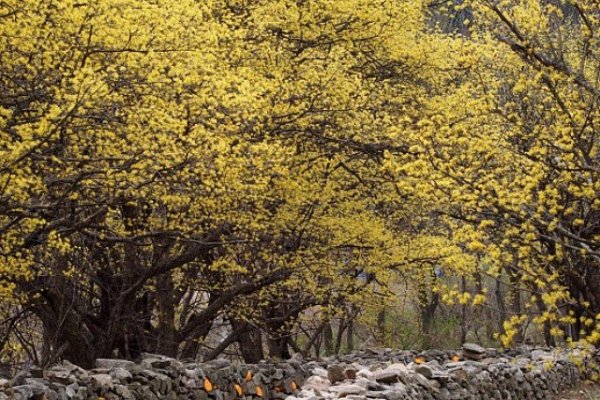 利川柏沙山茱萸庆典