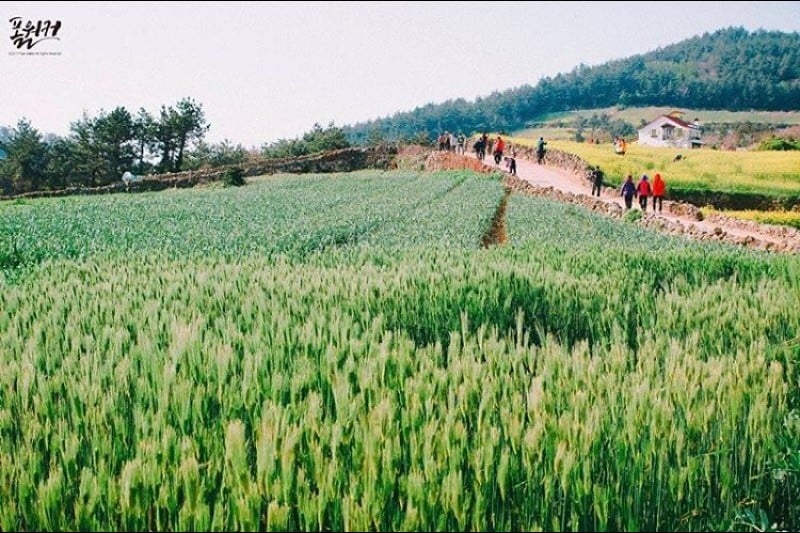 全南莞岛青山[慢城]