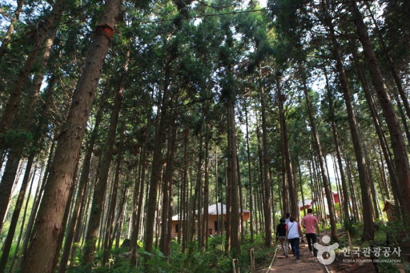 扁柏林 WOOD LAND <br >편백숲 우드랜드 (1/5)