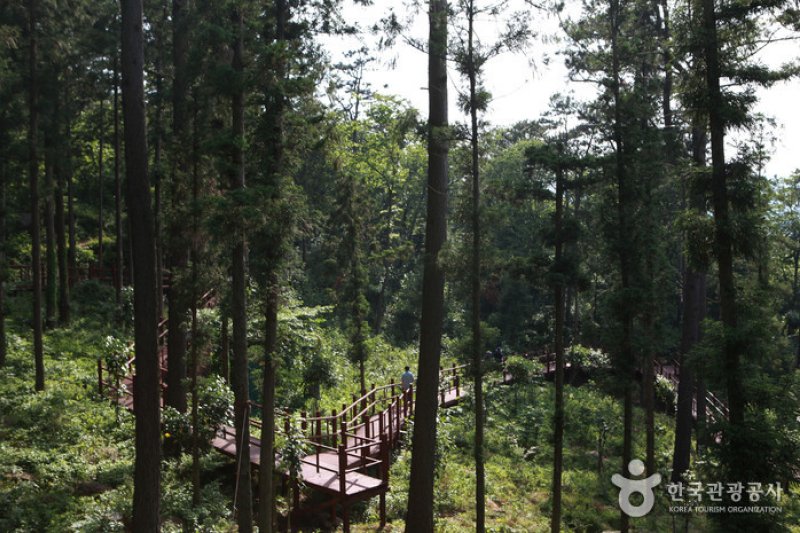 扁柏林 WOOD LAND <br >편백숲 우드랜드 (2/5)
