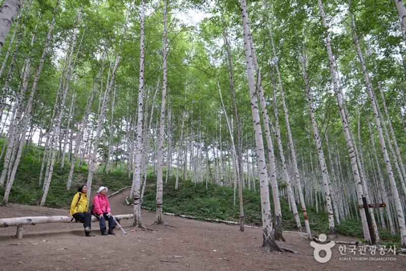 麟蹄院垈里白樺林 (12/27)