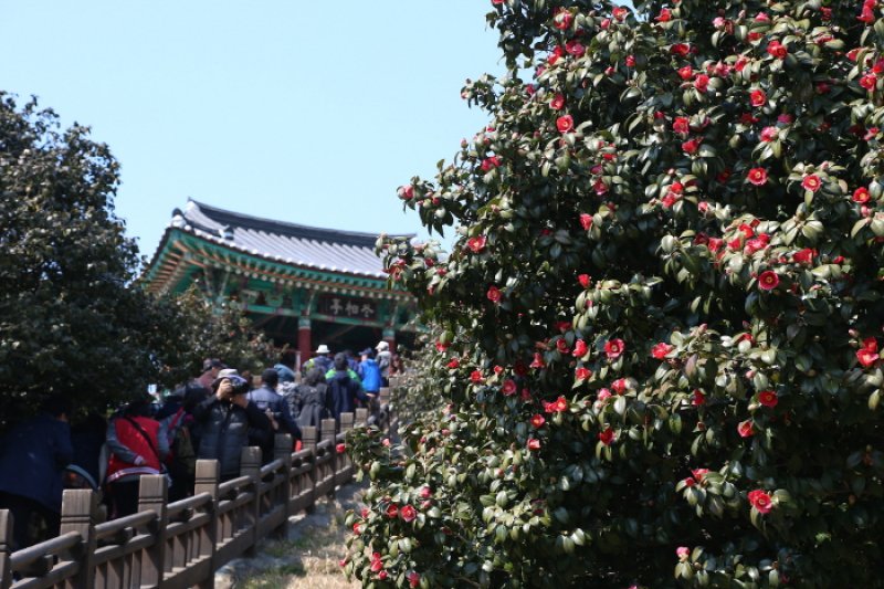 舒川山茶花短蛸庆典