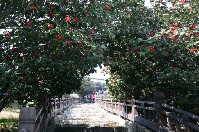 舒川山茶花短蛸庆典
