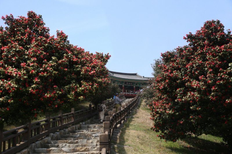 舒川山茶花短蛸庆典