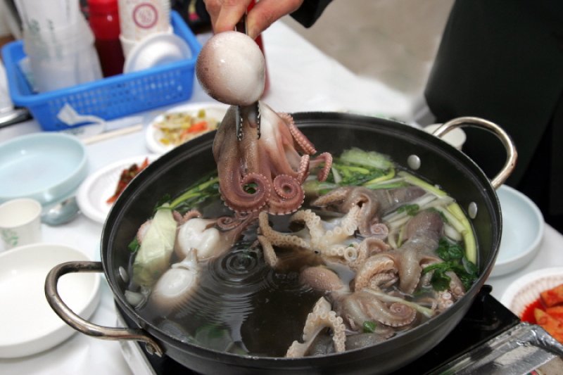 舒川山茶花短蛸庆典