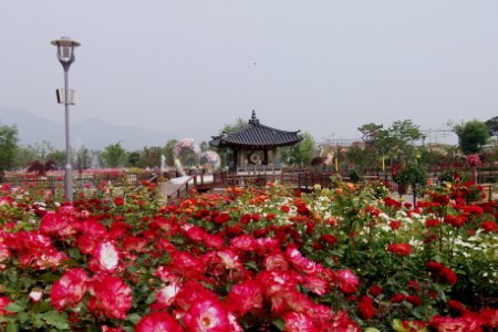 谷城世界玫瑰节