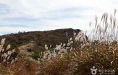 琵瑟山杜鹃花、紫芒群落地带