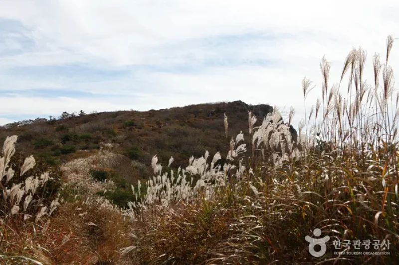 琵瑟山杜鹃花、紫芒群落地带 (1/1)