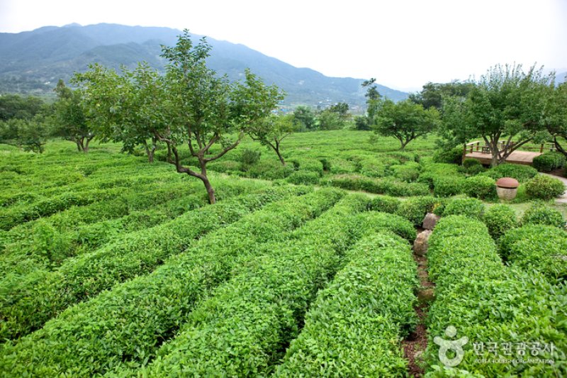 梅巖茶文化博物馆 (2/17)