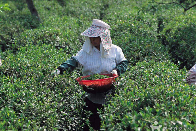 梅巖茶文化博物馆 (17/17)