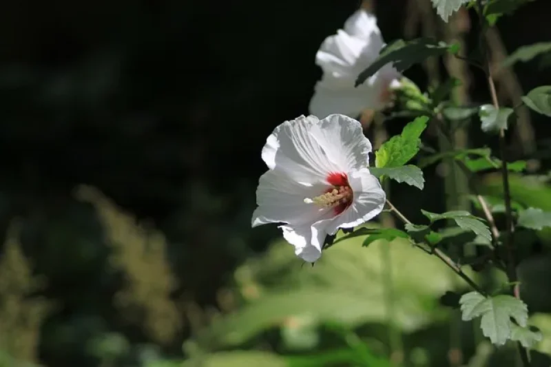 晨静树木园无穷花庆典