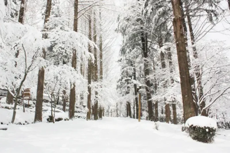 Herbhillz 雪橇場