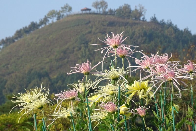 韩国菊花展览会