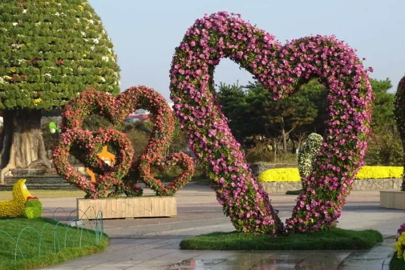 韩国菊花展览会