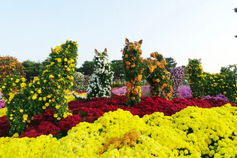韩国菊花展览会