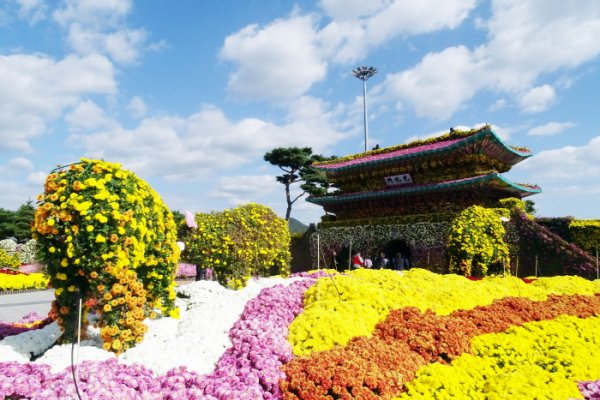 韩国菊花展览会