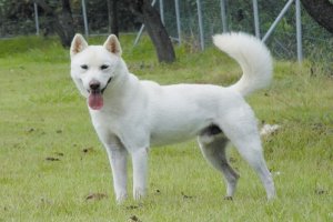 珍岛郡珍岛犬진도군 진도개